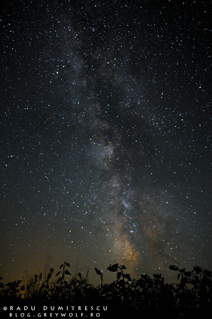 Imagine nocturnă cu Calea Lactee deasupra unui lan de floarea soarelui, realizată de Radu Dumitrescu - fotografie de calatorie